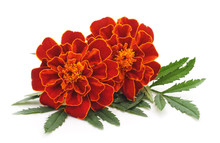 Bouquet Of Marigolds.