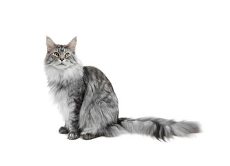 Canvas Print - Grey cat on white background