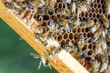 pszczoły na plastrze miodu w pasiece
