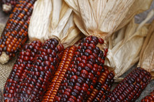 Red Corn As Autumn Decoration