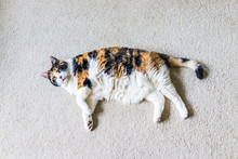 Closeup Of Lazy Calico Cat Lying On Carpet Looking Up In Home Living Room