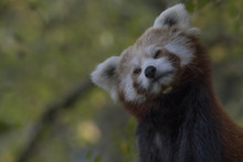 Red Panda Behaviour, Scratching, Yawning, Ailurus Fulgens