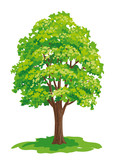 Fototapeta  - Vector drawing of maple tree