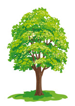 Vector Drawing Of Maple Tree
