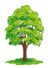 vector drawing of maple tree