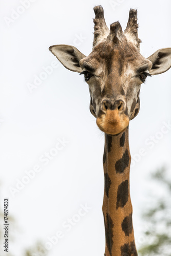 Zdjęcie XXL oczy żyrafy. głowa żyrafy