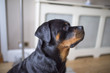 Adorable alert Rottweiller side profile waiting for a treat