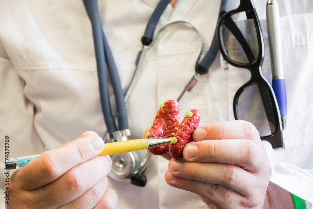 Doctor in white lab coat points on parathyroid glands in anatomic model ...
