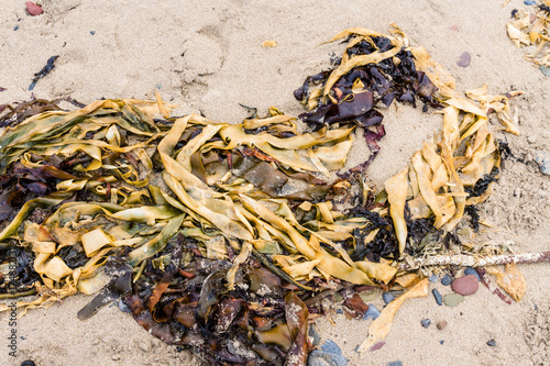 Seaweed On Sand Beach Buy This Stock Photo And Explore Similar