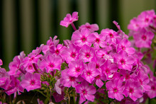 Pink Periwinkle Flowers