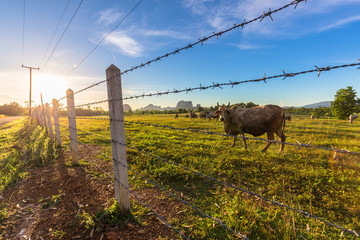 Cow Cattle in Farm