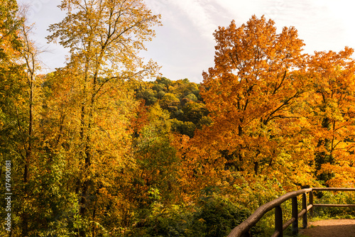 Zdjęcie XXL Las jesienią, kolorowe liście, las mieszany