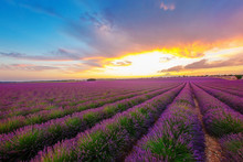 Mottled Green And Purple Rows Of Lavender Field On A Background Of Bright Beams Of Sunset, Looking Out From Behind The Clouds