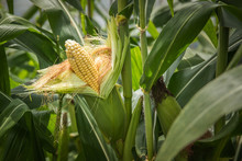 Closeup Corn On The Stalk