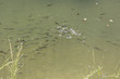 A flock of young fishes in a pond.