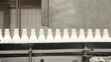 Footage Of White Plastic Milk Bottles Sorted At The Production Line And Moving Forward In A Milk Company...