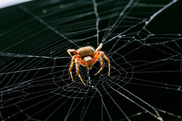 spider