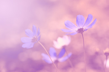 Wall Mural - blue toned flowers on a beautiful background. selective soft focus.