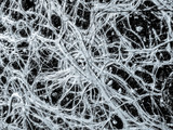 Fototapeta Tęcza - Amazing vascular plant fine roots looking like a neural network