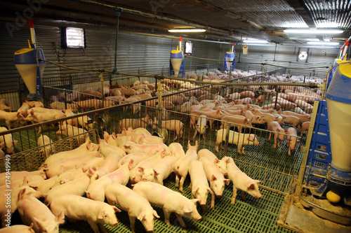 Fotografie, Obraz Cute newborn piglets living on an industrial animal farm