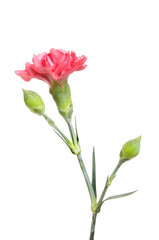Wall Mural - Pink carnation flower