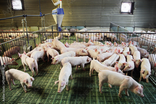 Obraz na plátně Little pigs household on rural animal farm