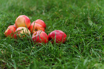 Wall Mural - red juicy apples on green grass