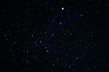 Wall Mural - Canis Major constellation. Star cluster messier 41