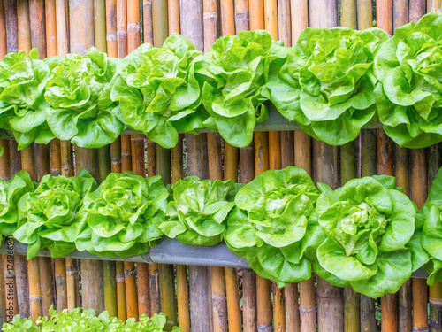 Fotografia vertical vegetable farm on the wall