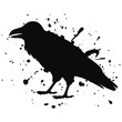 Vector isolated silhouette of a sitting raven, crow. Illustration of a bird, black on white, with ink splashes