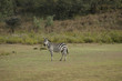 Curious Zebra II