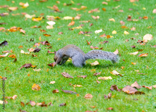 Plakat Popielata wiewiórka patrzeje dla jedzenia w ogródzie