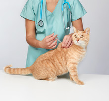 Veterinarian Doctor With Cat In Veterinary Clinic.