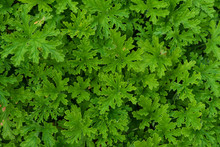 Leaves From Pelargonium Graveolens Geraniaceae Geranium Plant From South Africa Close Up Structure Ideal Background Use