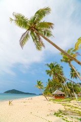  Palm trees on beautiful tropical beach on Koh Chang island in Thailand