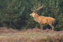 Red Deer Cervus Elaphus Buck In Moorland Close Up