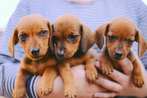 Dachshund Puppy Dachshund Puppy Portrait Outdoors Many Cute