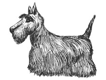 Scottish Terrier, Side View
