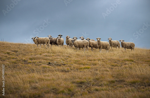 Zdjęcie XXL Stado owiec