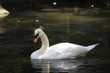 © baronred - Mute swan on blue lake in sunshine