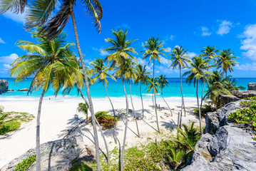 Wall Mural - Bottom Bay, Barbados - Paradise beach on the Caribbean island of Barbados. Tropical coast with palms hanging over turquoise sea. Panoramic photo of beautiful landscape.