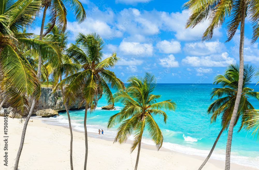 Bottom Bay, Barbados - Paradise beach on the Caribbean island of Barbados. Tropical coast with palms hanging over turquoise sea. Panoramic photo of beautiful landscape.