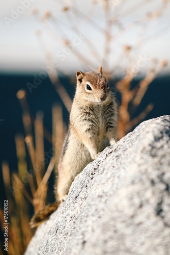 Plakat Wiewiórka w Rocky Mountain National Park