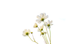 Soft Focus Of Blooming White Cosmos Flower On White Background