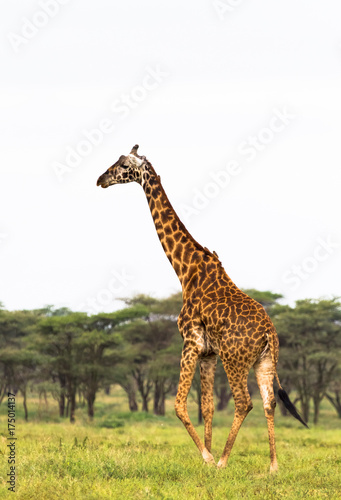 Fényképezés Very high maasai giraffe. Tanzania, Africa