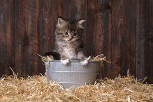 Cute Kitten With Straw In A Barn