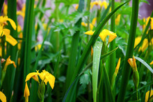 Spring Iris Flowers