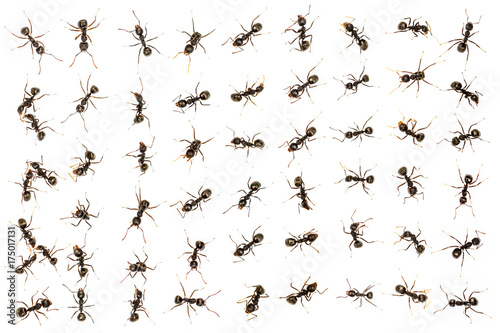 Plakat czarne mrówki