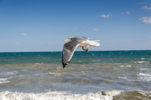 Seagull And Stormy Sea