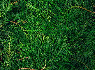 Wall Mural - the fresh green pine leaves , oriental arborvitae, thuja orientalis (also known as platycladus orien